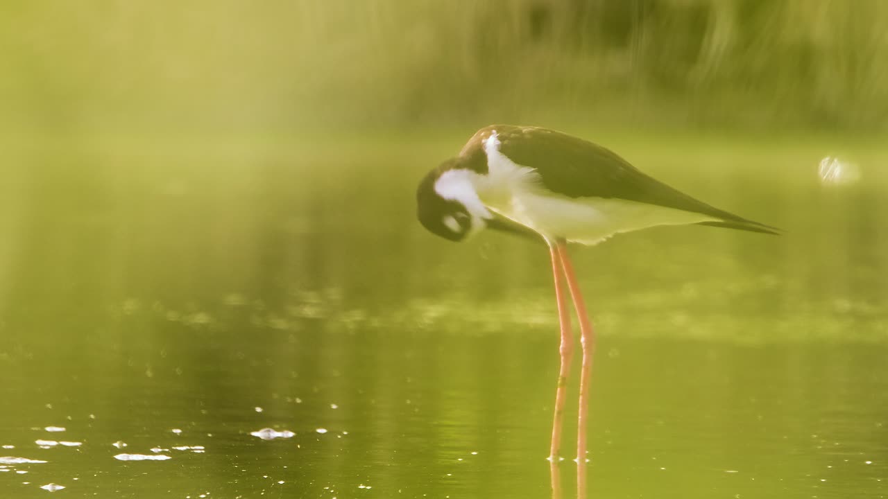 el stilt de cuello negro limpiando sus plumas debajo de su ala