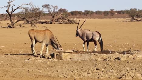 gemsbok y eland son abordados en el abrevadero por hienas manchadas