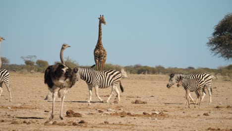 Imposante-Giraffe-Im-Hintergrund,-Zebraherde-Läuft-Am-Strauß-Vorbei,-Natürlicher-Lebensraum,-Botswana