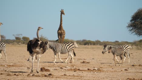 imponente jirafa en el fondo, manada de cebras pasando por avestruz, hábitat natural, botswana
