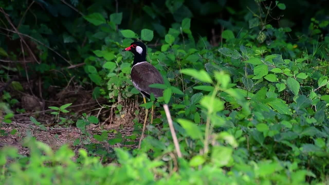 red-wattled lapwing은 태국에서 가장 흔한 새 중 하나입니다.
