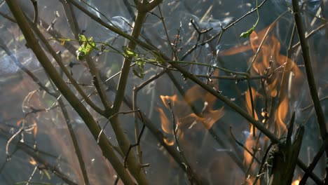 Forest-fire-in-close-up.-The-branches-of-shrubs-and-trees-are-burning-and-smoking.-Wildfires-caused-by-arson-or-nature.-Shot-on-super-slow-motion-camera-1000-fps.