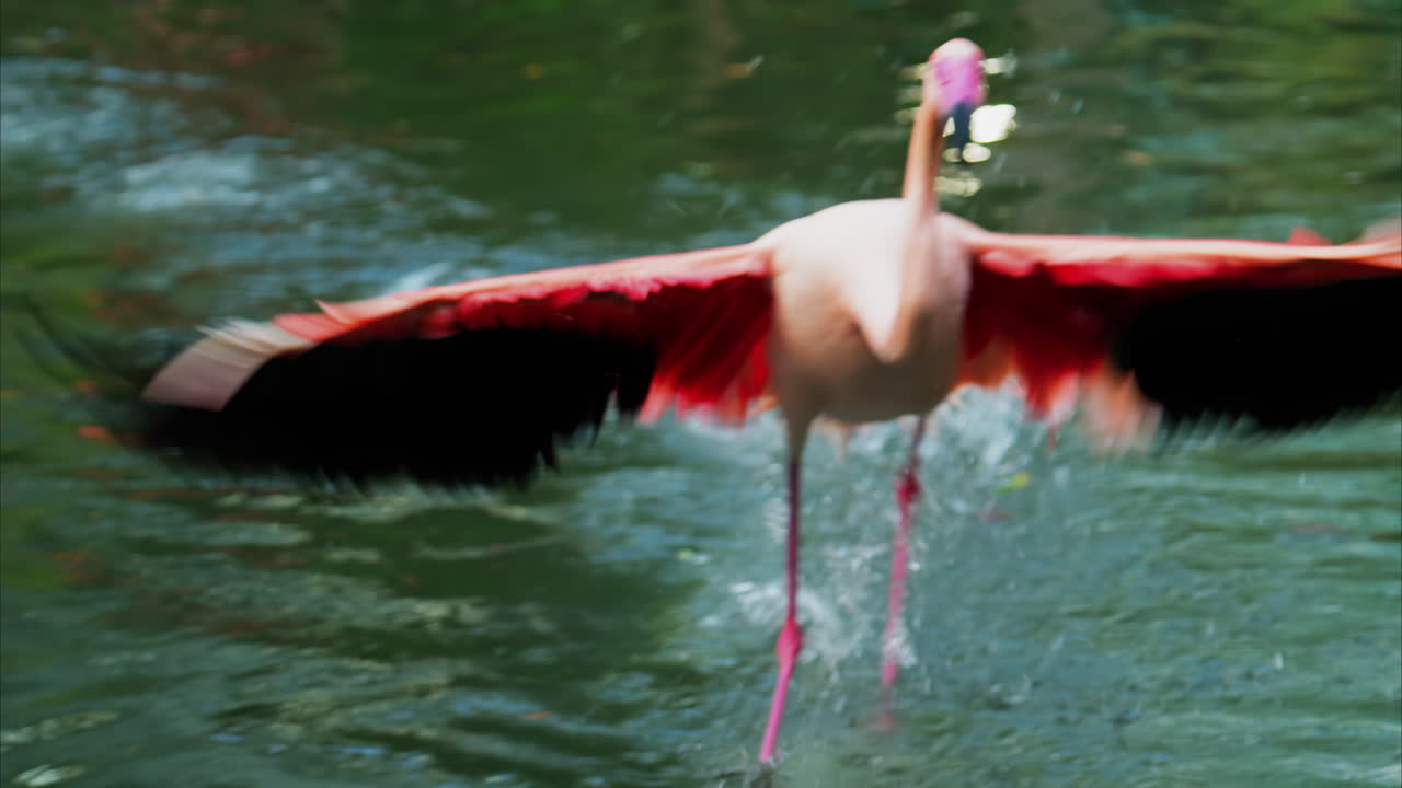 Close up of beautiful, pink flamingos flying near the water at a zoo