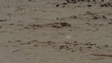 Birds-looking-for-food-on-sandy-wild-beach,-static-view