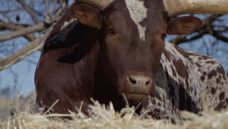 Watusi-close-up-portrait-of-animal-in-front-of-blue-sky-slow-motion