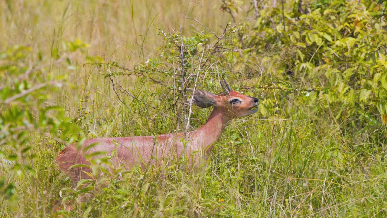 el antílope steenbok macho comiendo hojas de arbustos en la hierba de la sabana