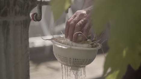 Hands-washing-organic-turnip-in-garden-fountain-on-a-sunny-day,-slow-motion,-close-up