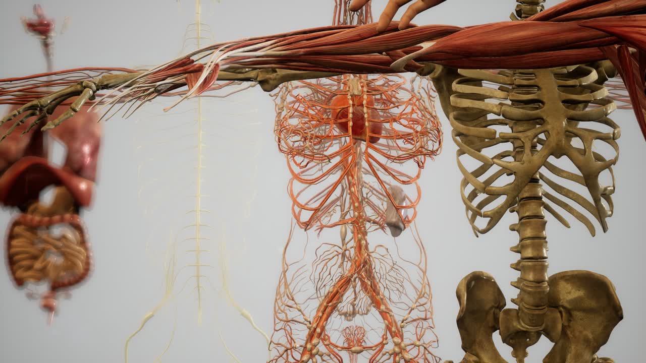 ilustración animada de la anatomía humana en 3d