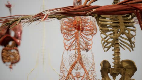 animated 3d human anatomy illustration