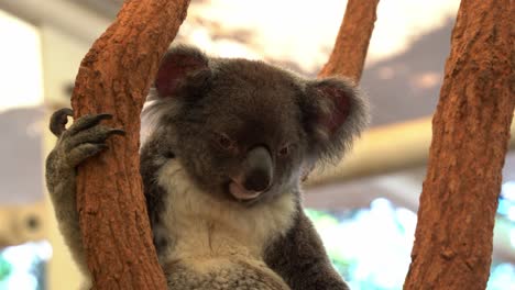 southern koala, phascolarctos cinereus victor with fluffy grey fur, sitting on the tree, one hand holding on the trunk, slowly turning its head around, close up shot of an australian wildlife species