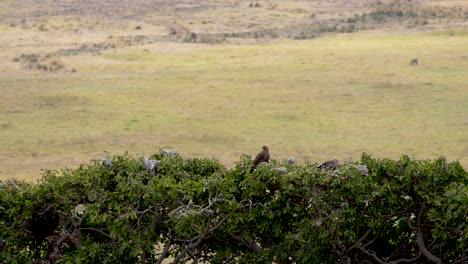 dos aves rapaces halcón en las copas de los árboles en la reserva natural de ngorongoro tanzania áfrica, toma aérea de gran angular