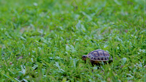 Tiny-tortoise-on-green-grass-eating