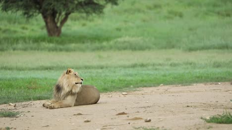 wide shot of a black-maned lion walking into the frame greeting his brother and both rolling onto their backs while playing, kgalagadi transfrontier park