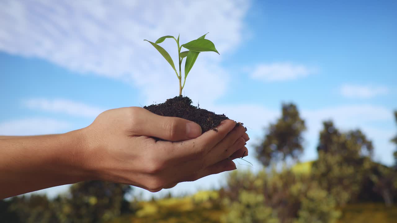 cerca de barro de tierra negra con un brote de árbol en las manos del agricultor sosteniendo en el bosque