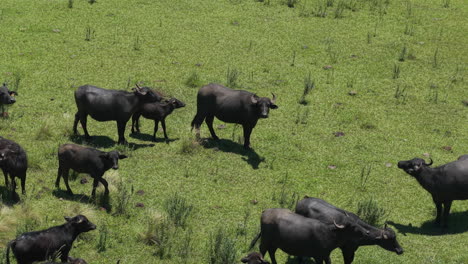 panorámica aérea del avión no tripulado a la izquierda de la manada de búfalos, búfalos en un campo verde.