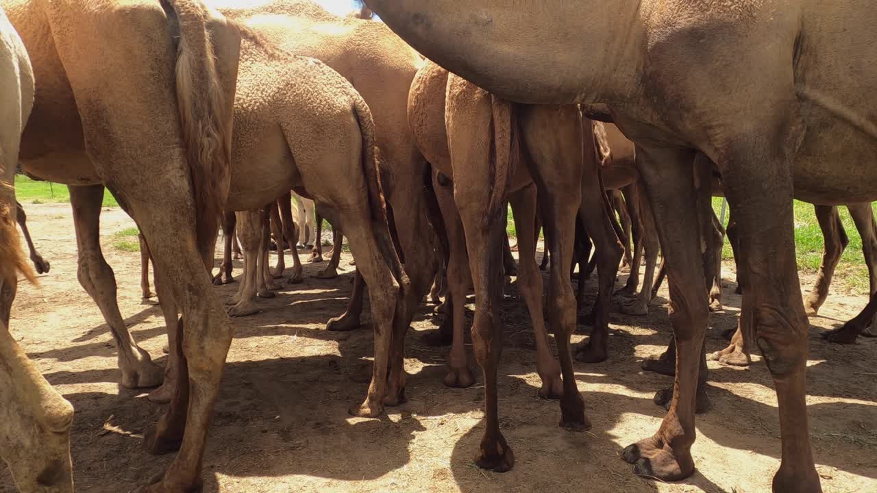 entre y debajo de un gran grupo de altos camellos vallados reunidos en un prado soleado
