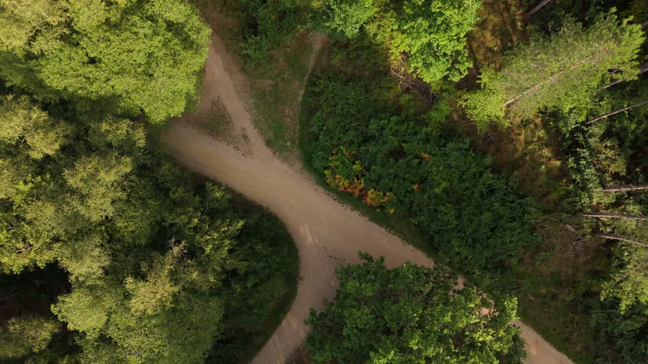 Top down drone shot Alice Holt Forest in England, winding woodland paths surrounded by dense trees, calm scenic landscape