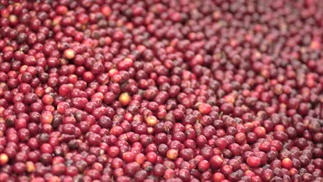 close up of coffee cherry beans