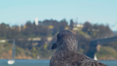 close up of bird looking around