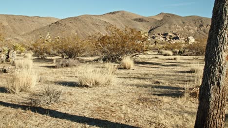 joshua tree in joshua tree national park in california with video panning right to left