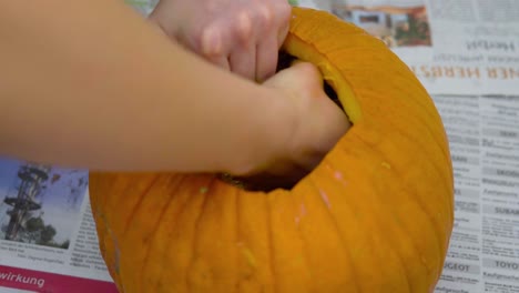 pumpkin carving inside of jack o' lantern by female bare hands with seeds insides: ripe vivid orange pumpkin getting carved for halloween decoration