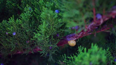 caracol en rama delgada de arbusto thuja, sin movimiento, cámara lenta