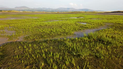wild sea asparagus or samphire growing on marshy coast of north wales at low tide in summer, uk
