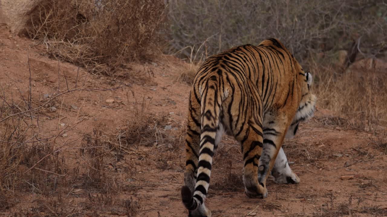 el tigre de bengala se aleja en un paisaje de arbusto seco slomo