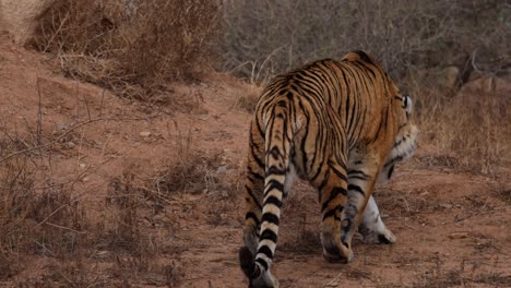 Tigre-De-Bengala-Alejándose-En-Un-Paisaje-De-Arbustos-Secos-Slomo