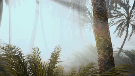 coconut palms in deep morning fog