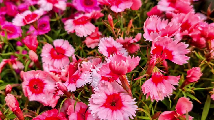 Close-up of bright pink flowers blooming in Latvia garden during summer, natural backdrop texture