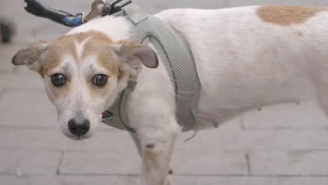 a sad dog on a walk