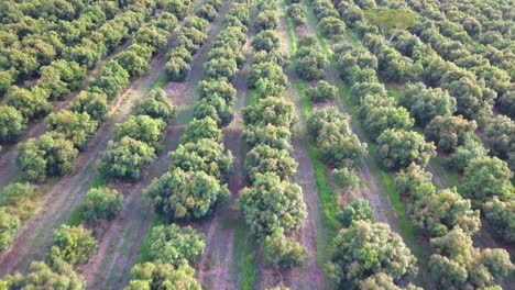 drone view flying over rows of trees, orchard aerial on sunny day