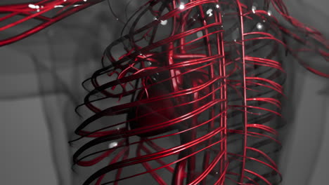 medically accurate animation of heart with vains and arteries