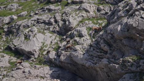 Herd-of-Chamois-walking,-grazing-and-climbing-high-up-in-the-mountains