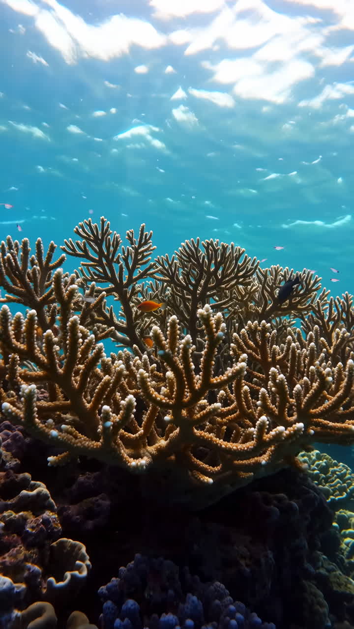 Barriera corallina vibrante sott'acqua con piccoli pesci