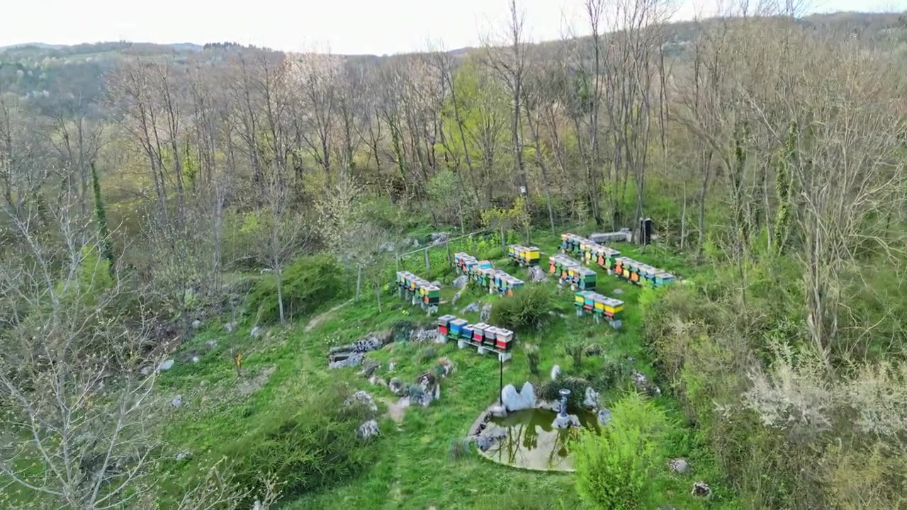 Beautiful aerial descending shot revealing an apiary with colorful beehives nestled in a lush green valley, surrounded by forests and fruit trees in full bloom during the springtime