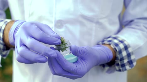 crop scientist examining cannabis plants in greenhouse