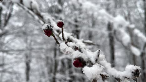 La-Nieve-Del-Invierno-Cubre-La-Flor-Roja-Del-árbol-De-Parrotia-Persica-En-La-Temporada-De-Primavera-Crecen-Fuertes-Nevadas-A-Finales-Del-Invierno-Naturaleza-Bosque-De-Hyrcanian-En-Las-Tierras-Altas-De-La-Montaña-Hermosa-Lluvia-De-Nieve-Blanca-En-El-Bosque