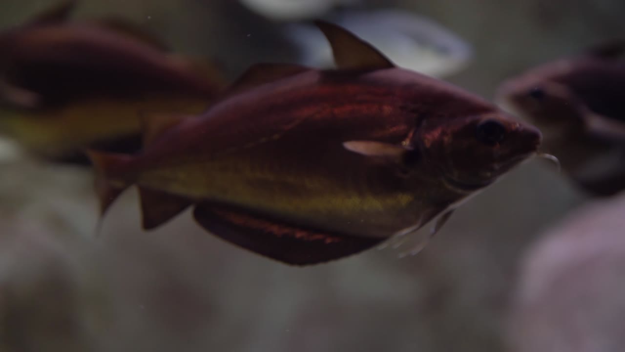 подводная фотография атлантической трески, плавающей и ищущей пищу на дне моря