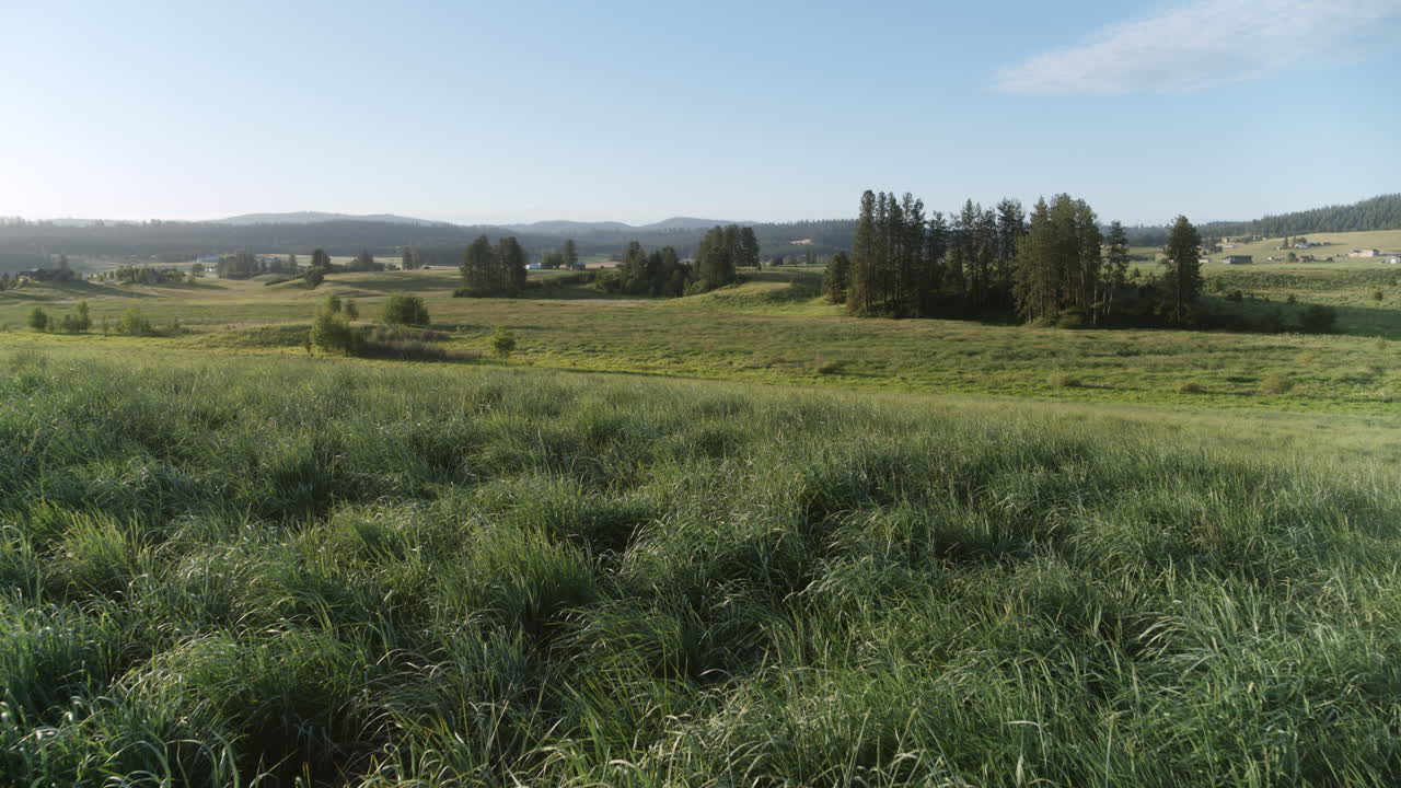 Low aerial view of dense green grass and vegetation near Spokane, Washington, with a tree line and distant hills under a bright, clear sky