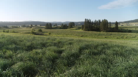 low aerial view of dense green grass and vegetation near spokane, washington, with a tree line and distant hills under a bright, clear sky