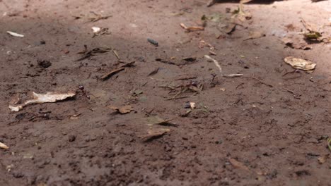 safari ants marching on the forest floor of africa