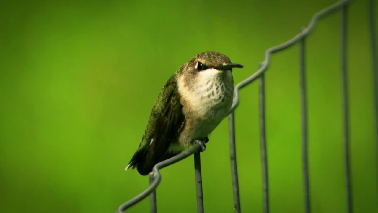 un clip de un colibri sentado en una valla