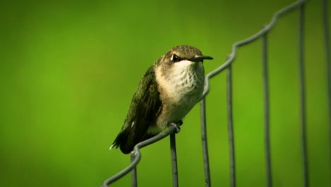 Ein-Clip-Eines-Kolibri,-Der-Auf-Einem-Zaun-Sitzt