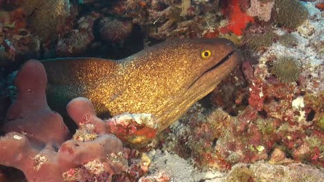 moray eel on coral reef in the maldives