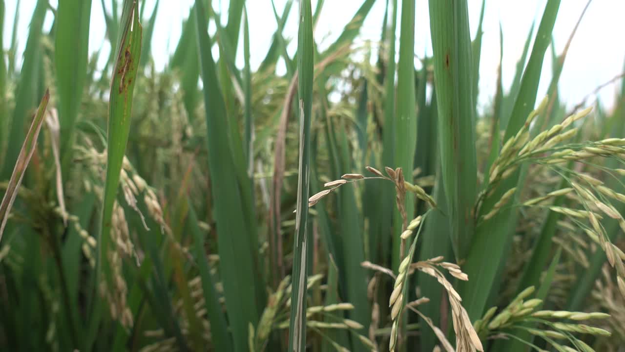 미풍이 논길을 따라 이동하여 식물이 흔들리고 왼쪽으로 패닝합니다.