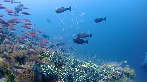 Deslizándose-A-Lo-Largo-De-Un-Arrecife-De-Coral-Con-Peces-De-Coral-Nadando-Pasó-La-Cámara-Mientras-El-Sol-Sale-De-Las-Nubes-E-Ilumina-El-Arrecife