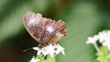 a butterfly gracefully feeds on white flowers in a lush, green environment. natural lighting highlights its delicate wings