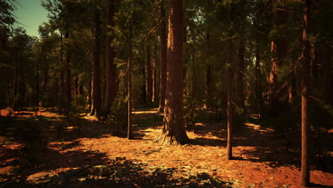 early morning sunlight in the sequoias of mariposa grove